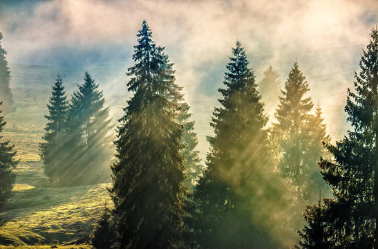fog in the conifer forest