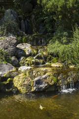 Naklejka na ściany i meble Waterfall in Japanese garden with fish