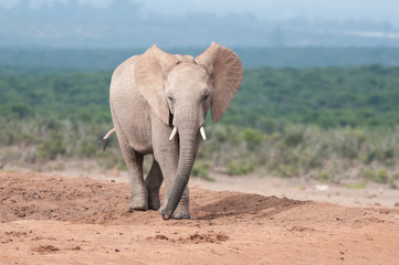 Fototapeta na wymiar Young adult Elephant walking