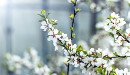 Flowers of the cherry blossoms on a spring day