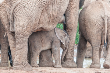 Elephant calf between its mothers legs