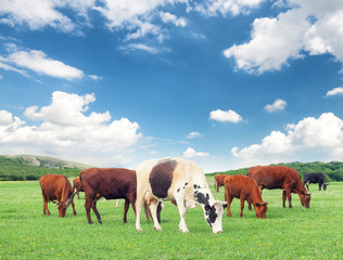Fototapeta na wymiar Cows on the farm. Animal composition in the summer time