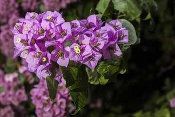 Bunch of flowers of bougainvillea