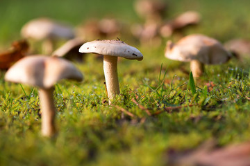 Mushrooms on meadow