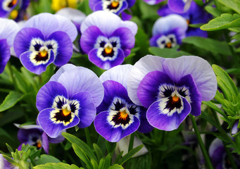 Blaue Stiefmütterchen