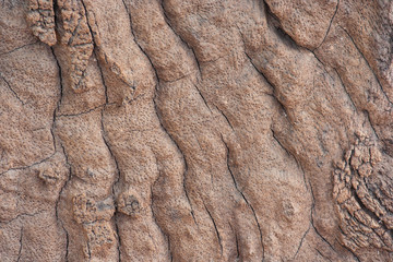 Wood Crack Texture