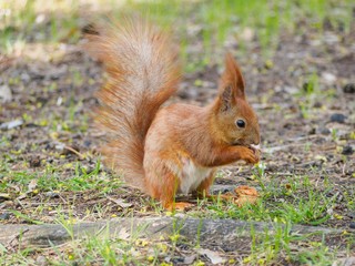Naklejka na ściany i meble Cute red squirrel eating walnut in the spring park