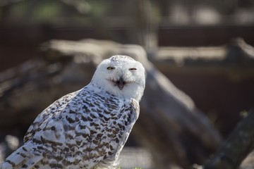 Snowy Owl (Bubo scandiacus)