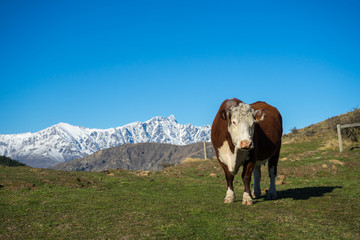 Fototapeta na wymiar Cow on alpine meadow