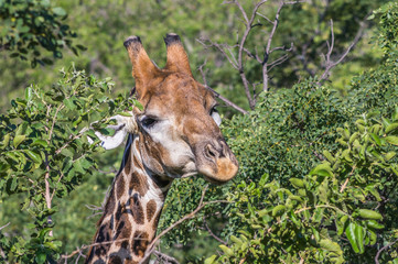 Giraffe grazing in the Welgevonden Game Reserve in South Africa