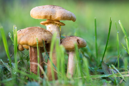 Mushrooms on meadow