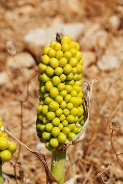 Green berries on the seed head of a Dragon Lily (Dracunculus Vulgaris) growing at Chorio on the Greek island of Halki in June.