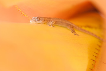 Asian house gecko camouflaged on orange bromeliad plant