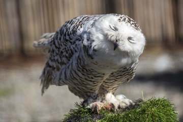 Snowy Owl (Bubo scandiacus)