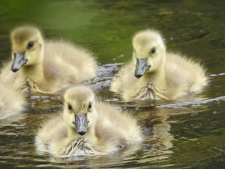 Adorable goslings