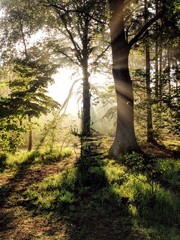 morgensonne kämpft sich durch den wald
