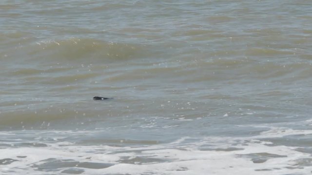 phoque nageant &agrave; la surface