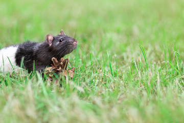 Black and white sewer rat outside