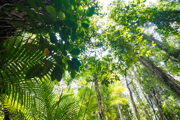 Tropical Rainforest Landscape background green tree