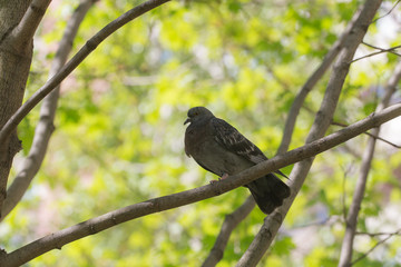 Pigeon in the spring