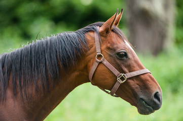 Portrait of purebred horse in a field