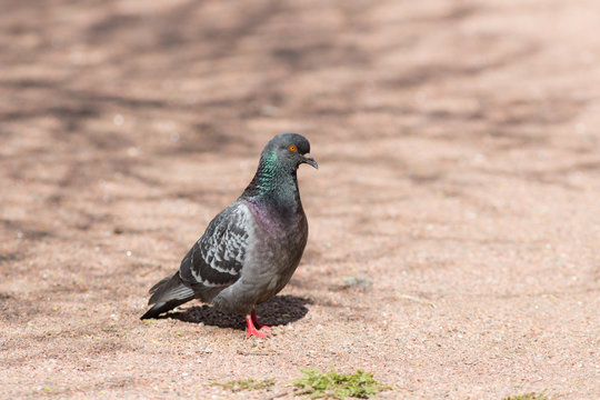 portrait of gray pigeon