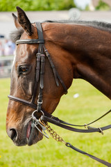 portrait of a race horse in the parade ring before a race