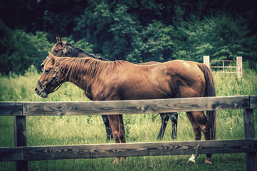 Two Horses in a Pasture