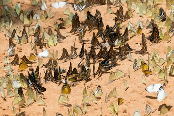 Group of butterfly on the ground