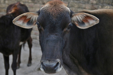 Indian cow