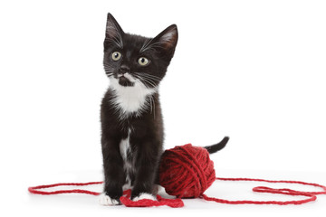 chaton noir et blanc jouant avec pelote de laine rouge - obrazy, fototapety, plakaty