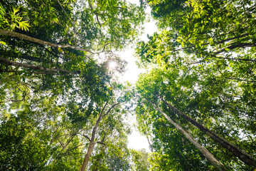 Tropical Rainforest Landscape background green tree