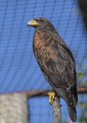 Harris Hawk (Parabuteo unicinctus)