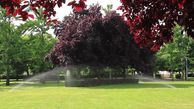 Riego por aspersion en un parque publico con hierba verde setos y arboles de distintas  especies