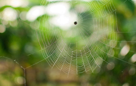 Spider and wet web on green background