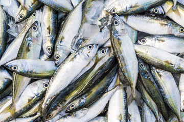 Fresh seafood on plate sale in fishery village market