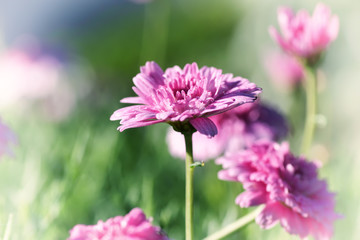 Obraz premium Flower vintage blur and little noise.