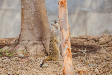 Meerkat