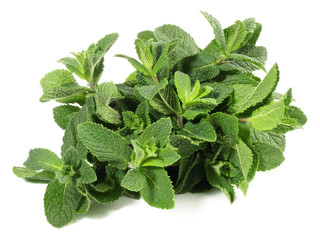 Minze - Freiland © ExQuisine