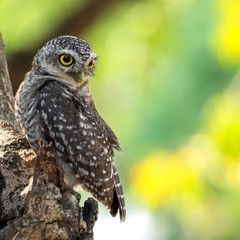Little owl
