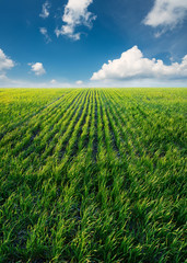 Rows on the field. Agricultural landscape in the summer time.