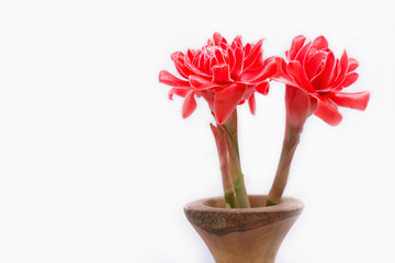 Torch Ginger in Vase