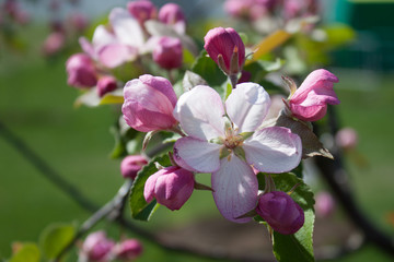 Apple flowers in spring blossom in sunny spring floral background.