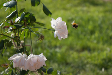 flowering decorative garden roses and bee