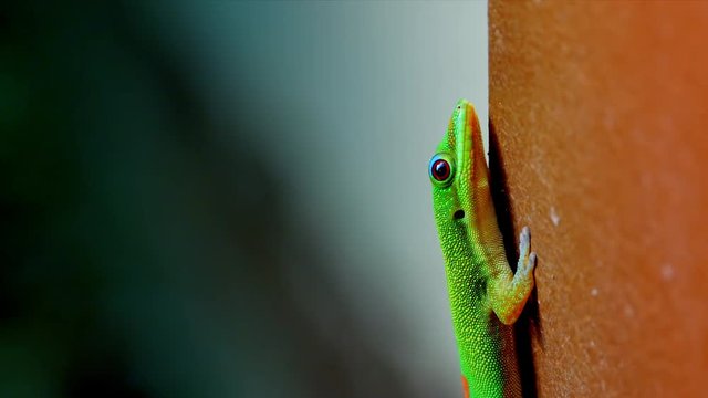 4K Seamless Loop Macro Close Up Shot of Gecko Reptile, Natural Sunlight Flicker