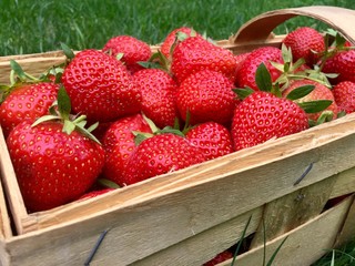 Beautiful red strawberries