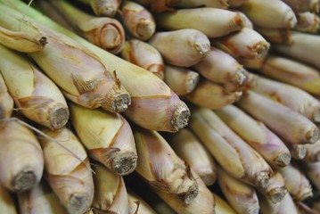 Zitronengras, Lemongras (Cymbopogon citratus)