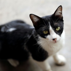 Fototapeta premium Cat Looking at Viewer