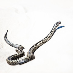 beautiful view of Vipera berus