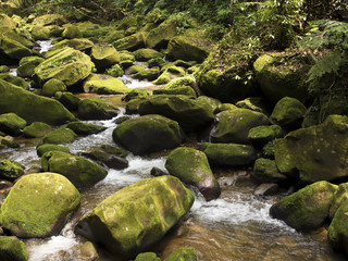 stream Da Gou Xi through mossy rocks in forest